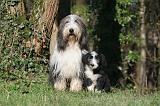 BEARDED COLLIE 391